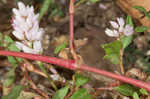 Pennsylvania smartweed